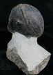Enrolled Wenndorfia Trilobite - #4910-4